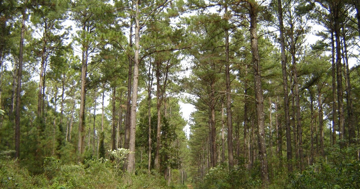 invertiran-us$-2000-millones-en-una-planta-de-celulosa-en-corrientes,-que-generaria-13.000-empleos