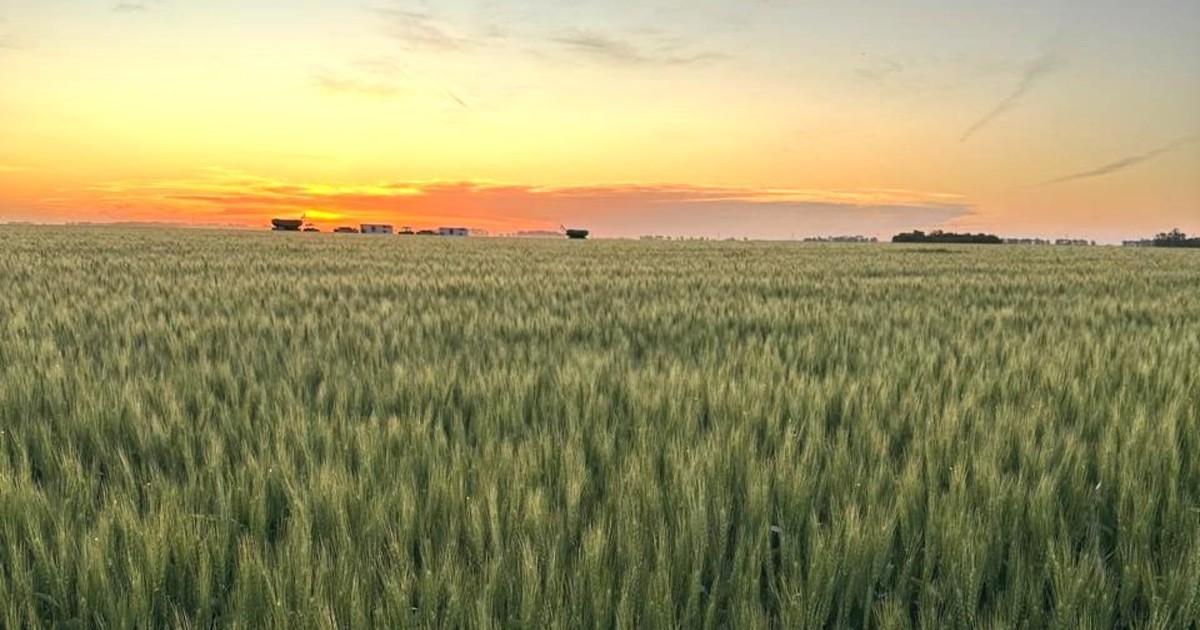 proyectan-que-caera-un-3%-la-superficie-de-trigo-por-el-fuerte-aumento-de-los-insumos