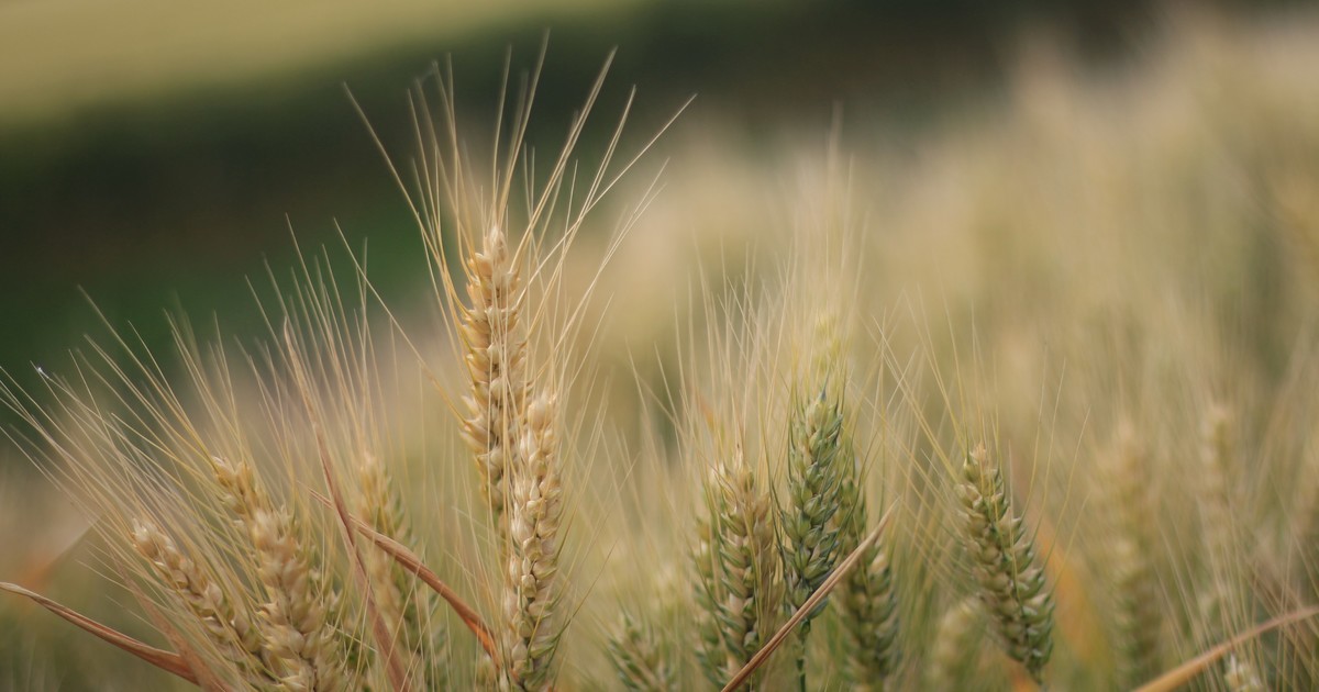 estiman-que-se-sembrara-casi-un-20%-menos-de-trigo-en-la-zona-nucleo