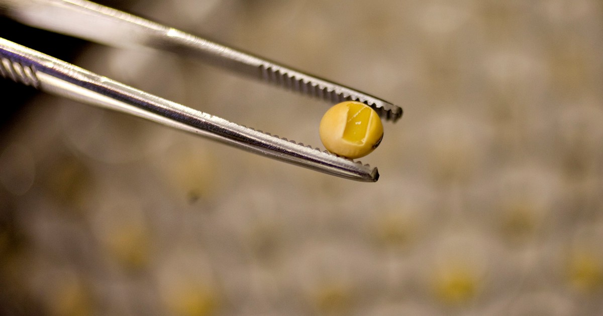 el-gobierno-presento-al-campo-su-propuesta-para-la-fiscalizacion-de-semillas:-participaran-los-privados-en-el-control,-pero-solo-se-aplicaria-sobre-variedades-nuevas