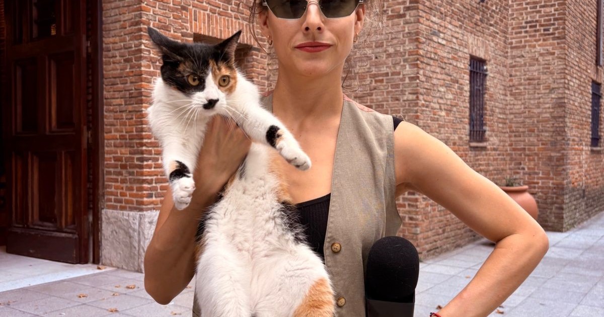 el-gato-que-cuida-la-embajada-de-francia-y-la-«gatita-monja»,-historias-que-volvieron-furor-a-una-periodista-en-las-redes